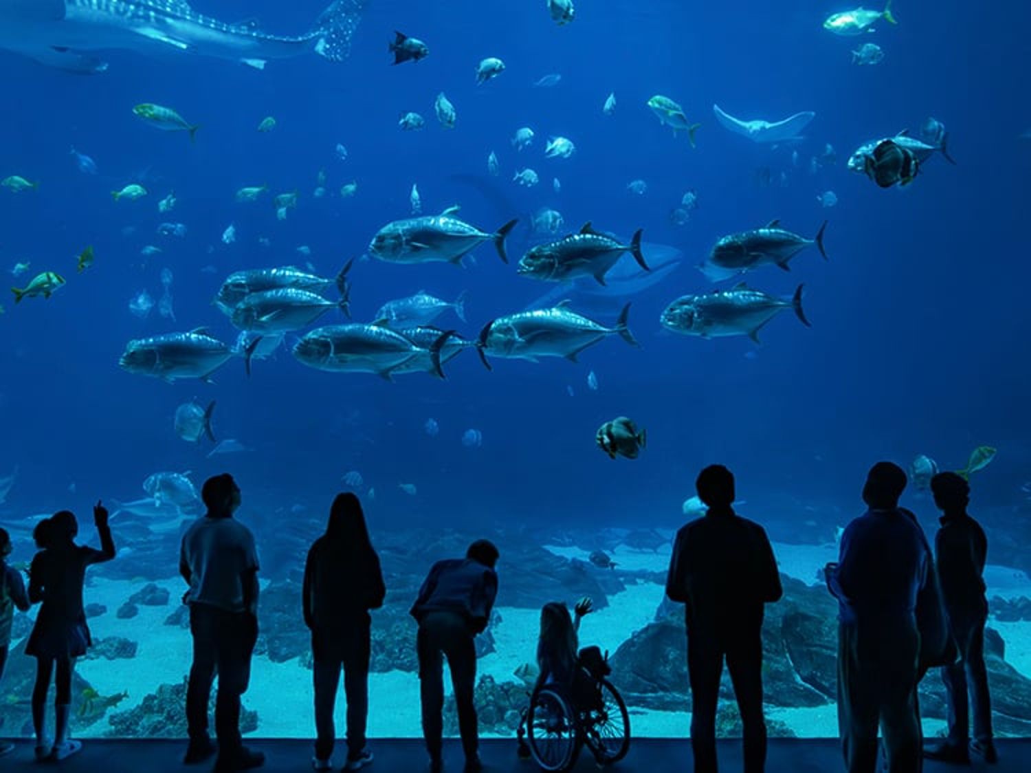 People looking into an aquarium tank filled with fish