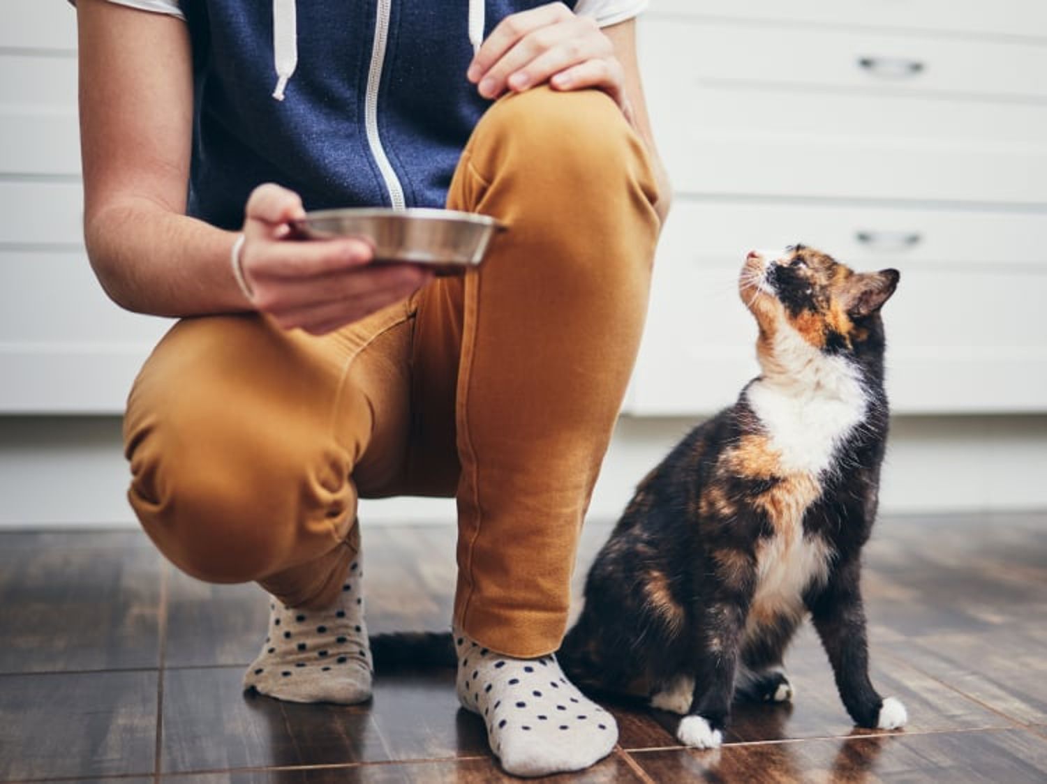 Owner feeding their cat