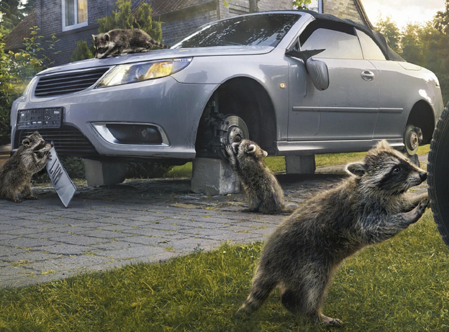 Image of raccoons around a car that is getting repaired